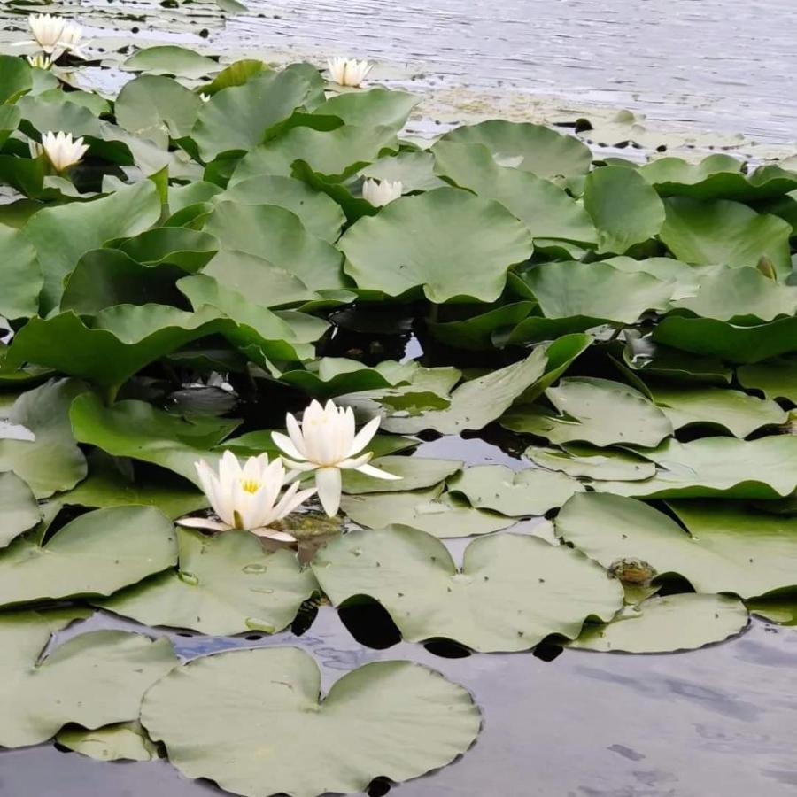 Pensiunea Iubire de Delta  La Traian Murighiol Esterno foto